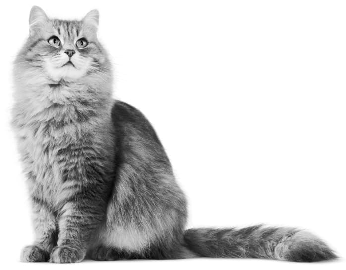 Сколько стоит кремация кошки в москве