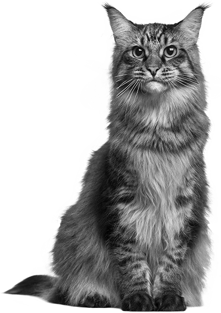 Сколько стоит эвтаназия кошки в москве thumbnail