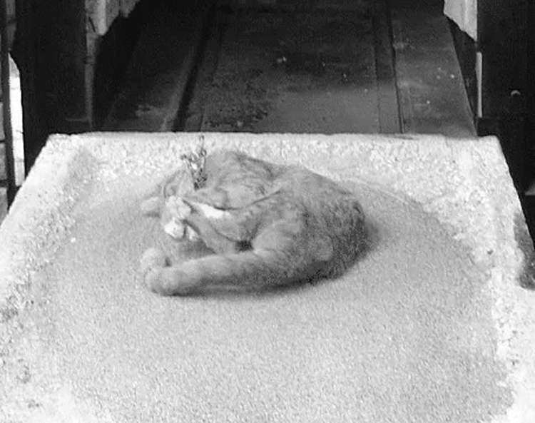 Кремация животных – лучший вариант прощания с домашним любимцем