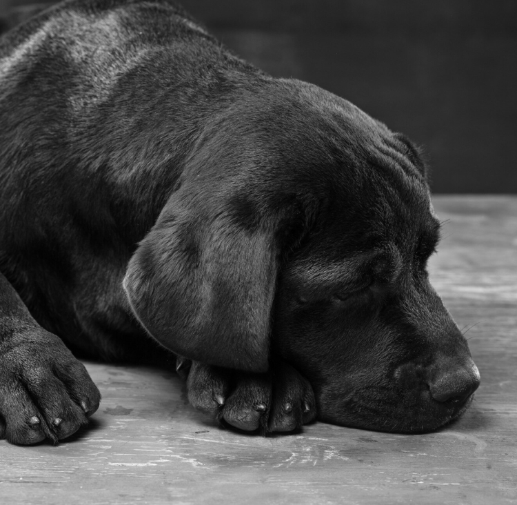 Усыпление животных