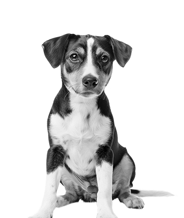 усыпление собаки