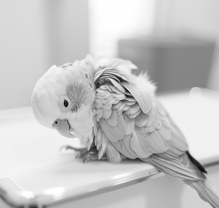 Кремация птиц