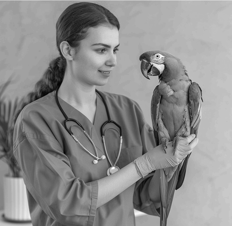 Усыпление попугаев