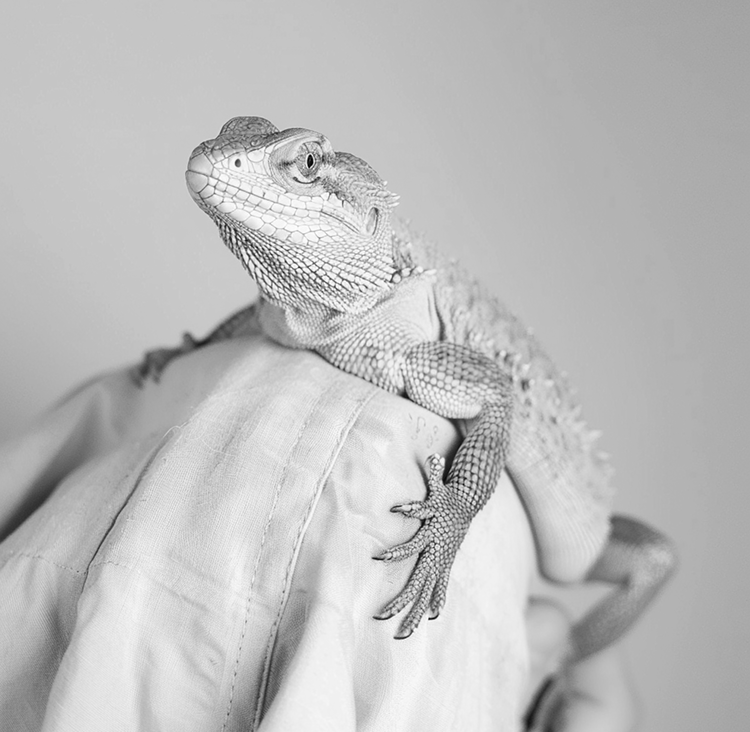 Усыпление рептилий