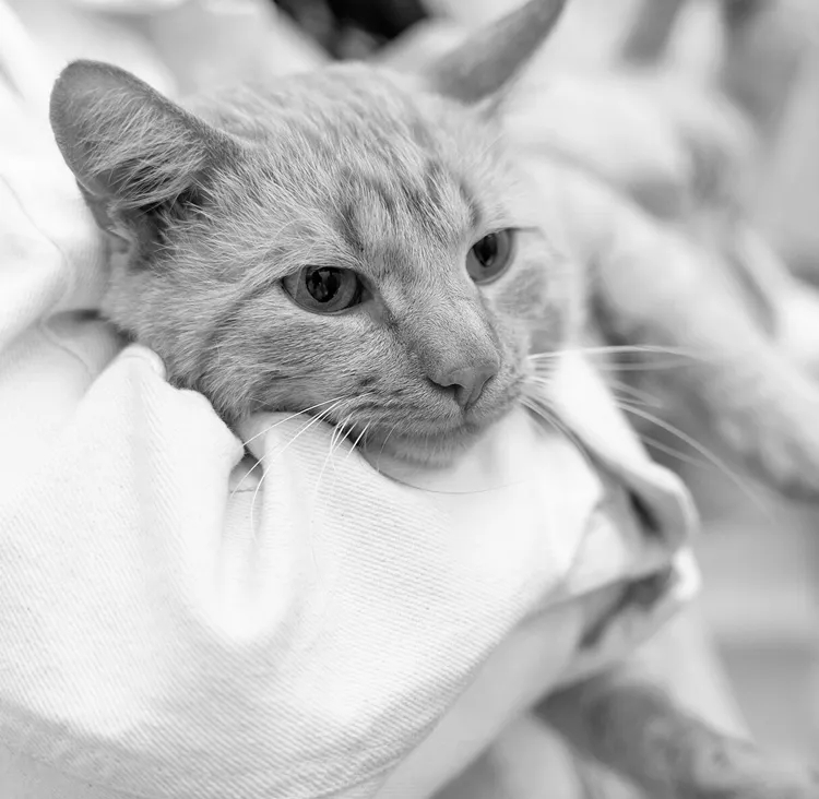 Усыпление кошки