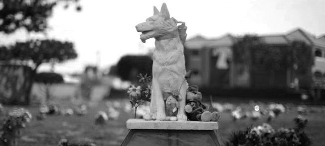 кремация животных