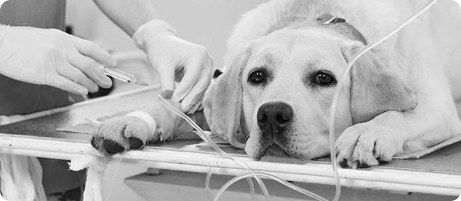 Развеем заблуждения — как происходит усыпление?