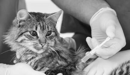 Эвтаназия на дому — преимущества