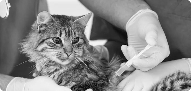 Эвтаназия на дому — преимущества